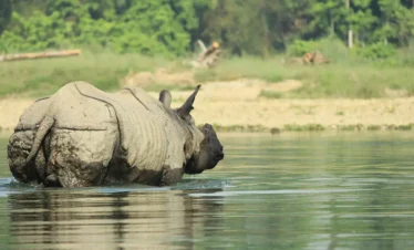 Chitwan National Park Safari