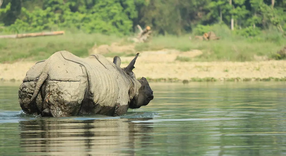 Chitwan National Park Safari