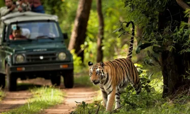 Chitwan National Park Safari