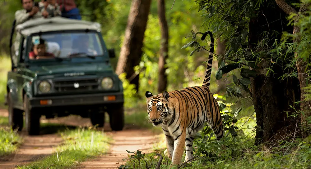 Chitwan National Park Safari