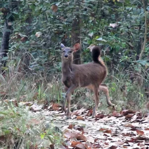 Chitwan National Park Safari-Deer
