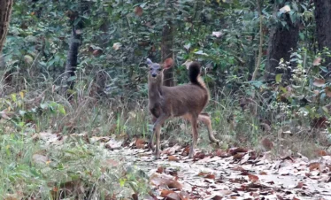 Chitwan National Park Safari-Deer