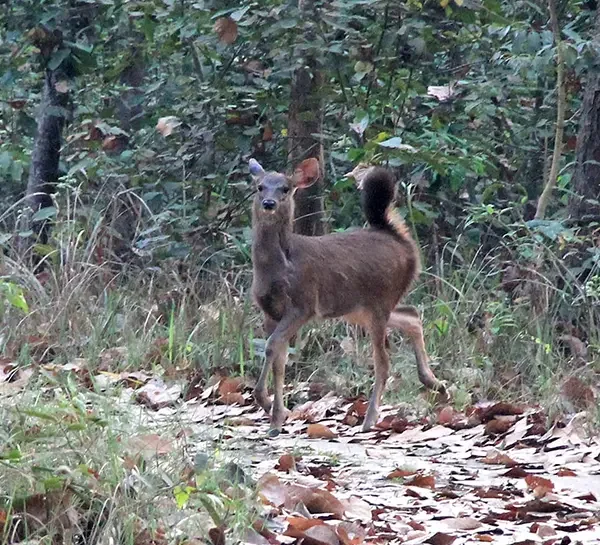Chitwan National Park Safari-Deer