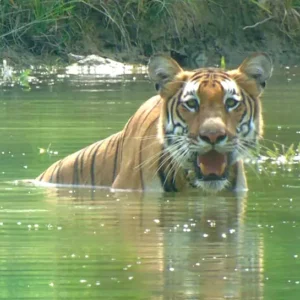Chitwan National Park Safari - Tiger