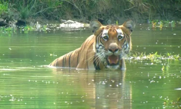 Chitwan National Park Safari - Tiger