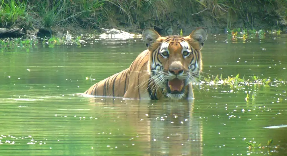 Chitwan National Park Safari - Tiger