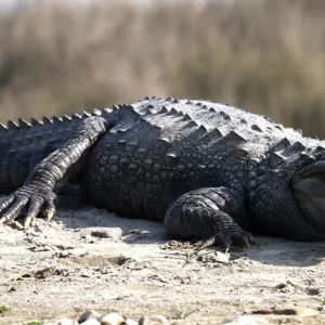 Chitwan National park- Crocodile