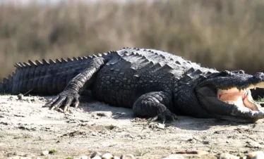 Chitwan National park- Crocodile