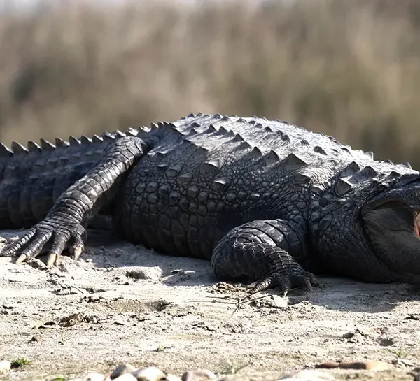 Chitwan National park- Crocodile