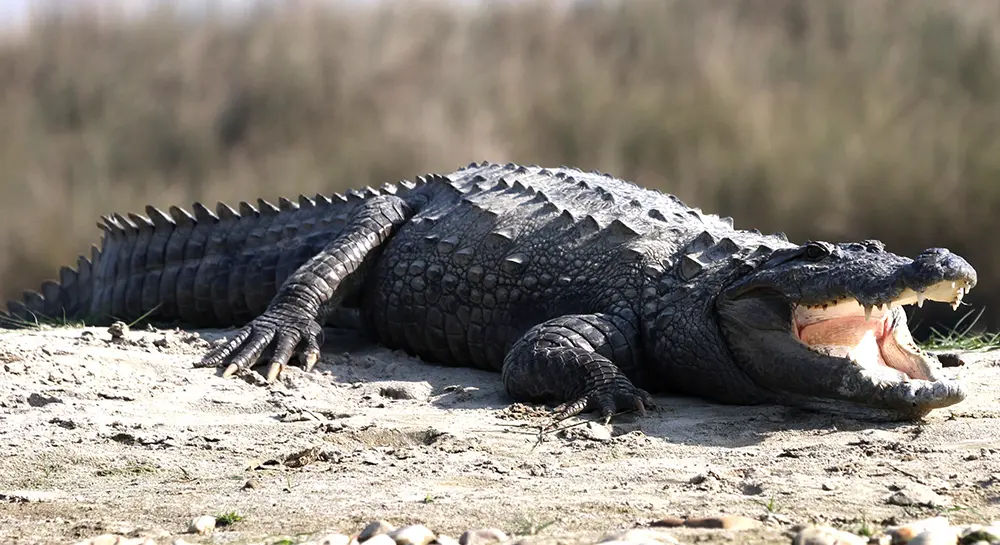 Chitwan National park- Crocodile