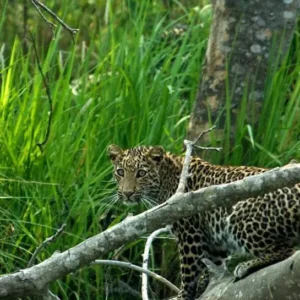 Chitwan Safari- Animal Sighting