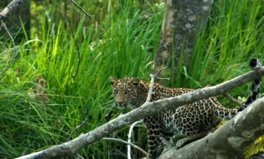 Chitwan Safari- Animal Sighting