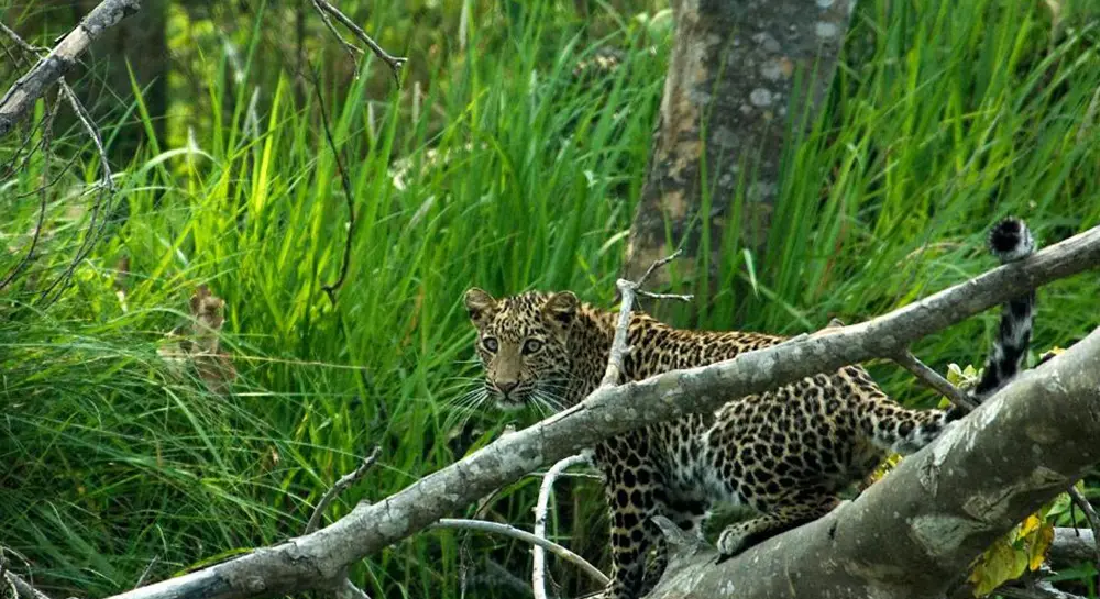 Chitwan Safari- Animal Sighting