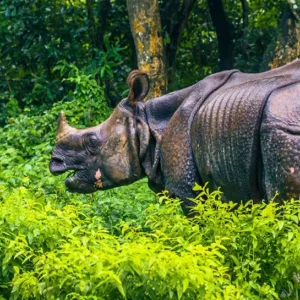 Chitwan-luxury-tour