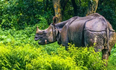 Chitwan-luxury-tour