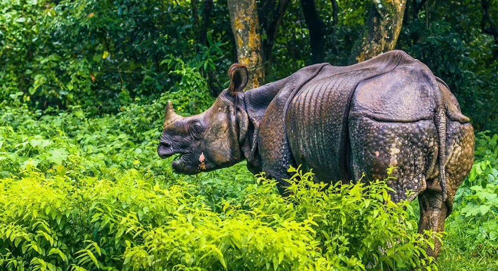 Chitwan-luxury-tour