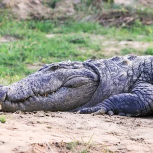 Crocodile Breeding Center