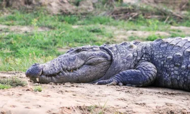 Crocodile Breeding Center