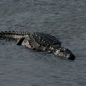 Chitwan Highlights tour