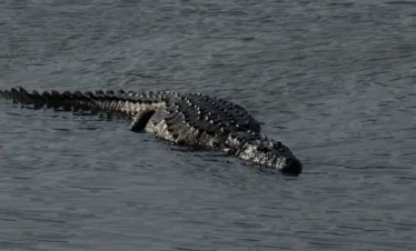 Chitwan Highlights tour