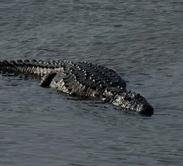 Chitwan Highlights tour