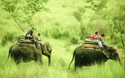 Best Time to Visit Chitwan National Park for Safari Adventures