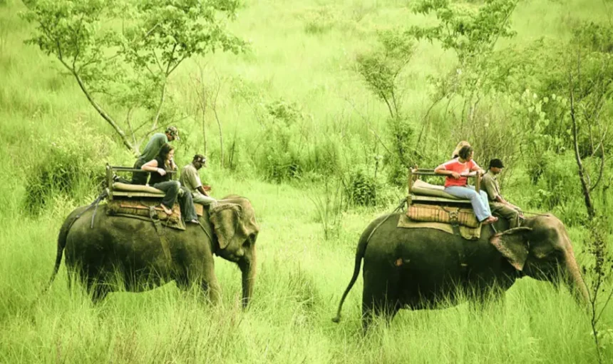 Best Time to Visit Chitwan National Park for Safari Adventures