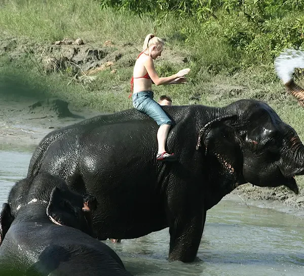 Elephant Bathing Chitwan