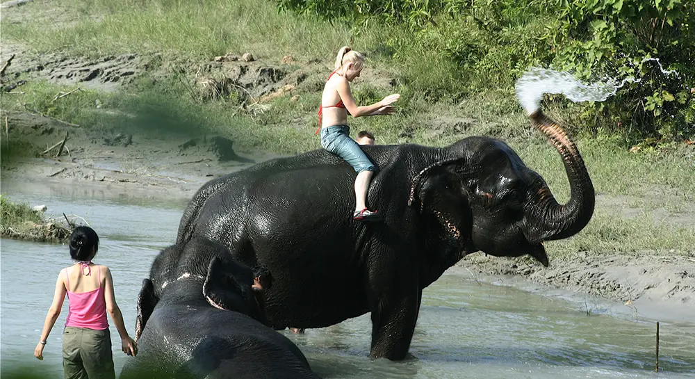 Elephant Bathing Chitwan