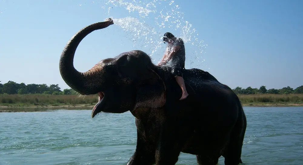 Elephant Bathing-Chitwan National Park
