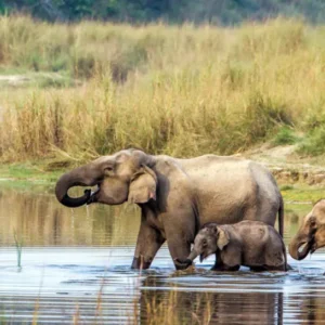 Elephants At Chitwan National Park