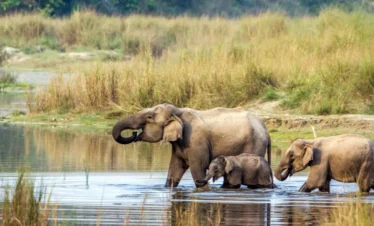 Elephants At Chitwan National Park