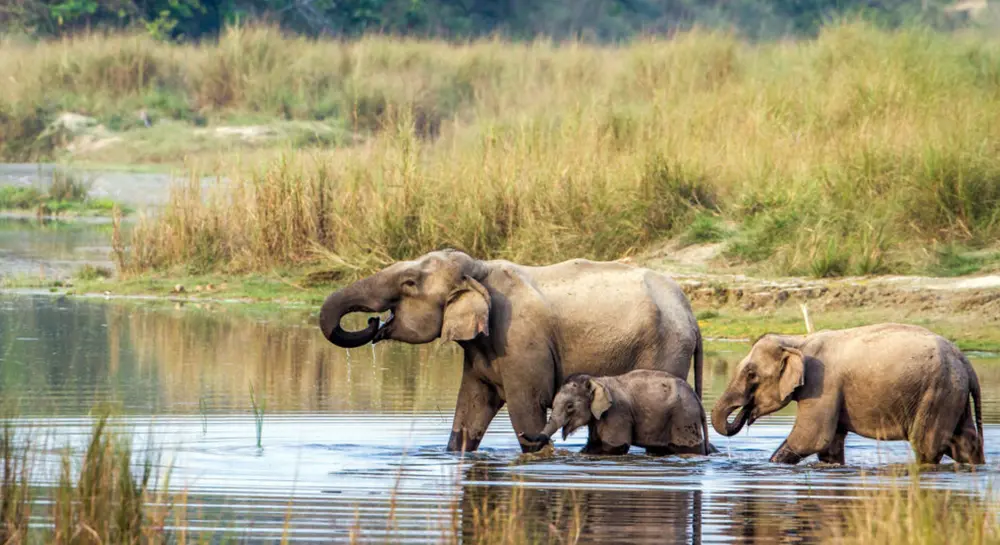 Elephants At Chitwan National Park