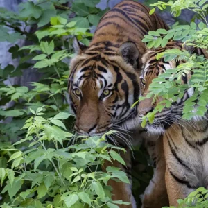 Tiger- Chitwan Jungle Safari