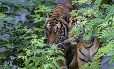 Tiger- Chitwan Jungle Safari