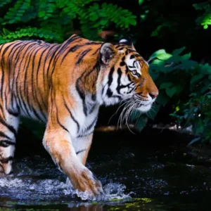 Tiger- Chitwan National Park