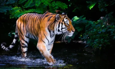 Tiger- Chitwan National Park