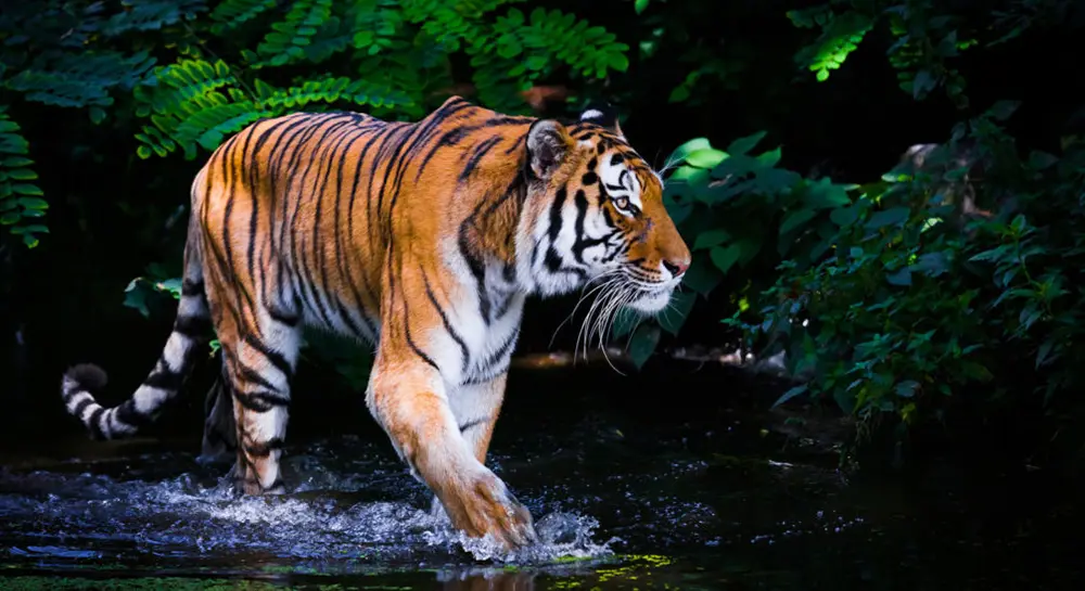 Tiger- Chitwan National Park