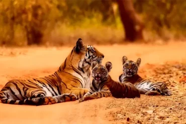 Tiger sighting at Chitwan National Park