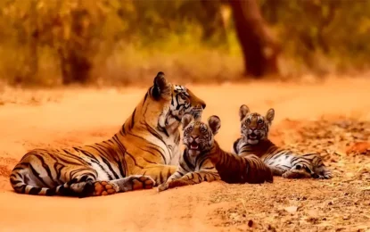 Best Time for Tiger Spotting in Chitwan