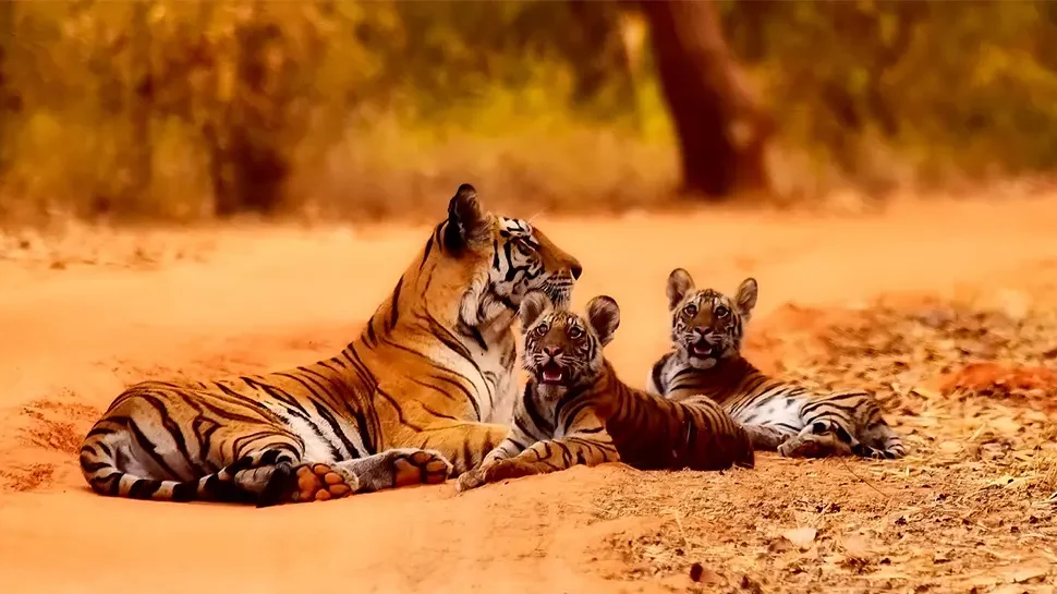 Tiger sighting at Chitwan National Park