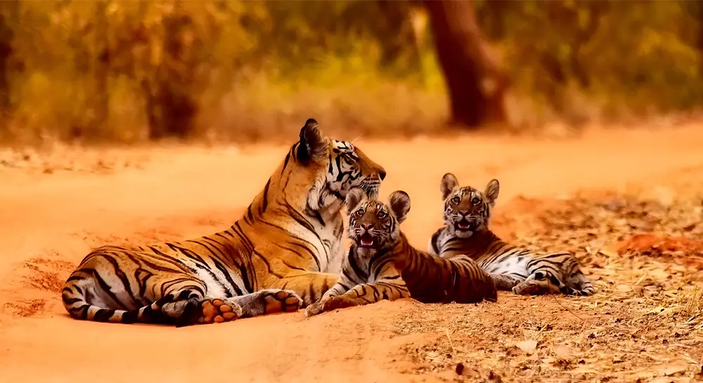 Tiger sighting at Chitwan National Park