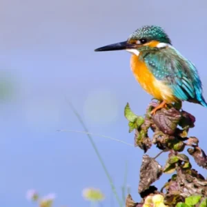 Bird Watching Chitwan