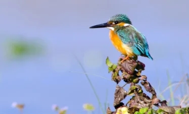 Bird Watching Chitwan