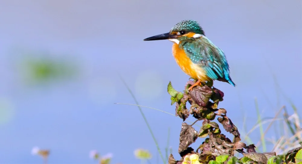 Bird Watching Chitwan