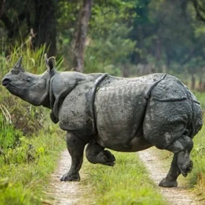 Chitwan National Park Safari