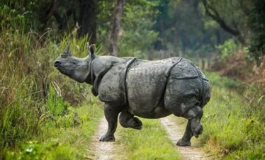 Chitwan National Park Safari