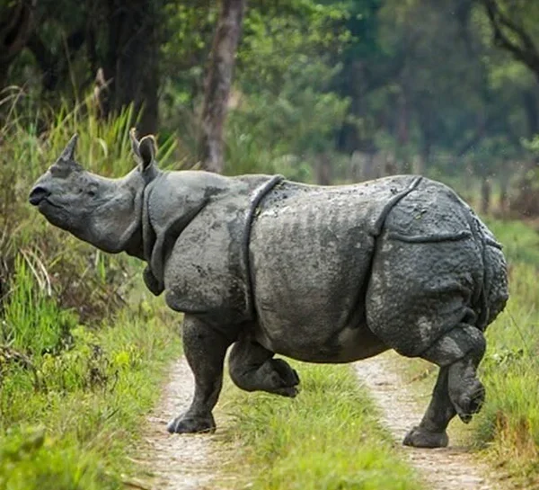 Chitwan National Park Safari