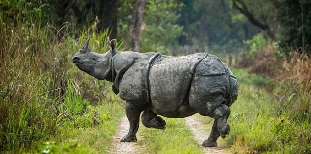 Chitwan National Park Safari