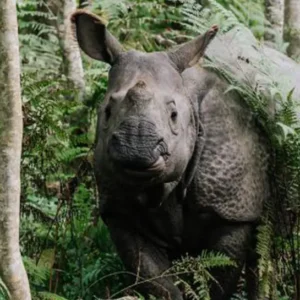 Chitwan Jungle Excursion